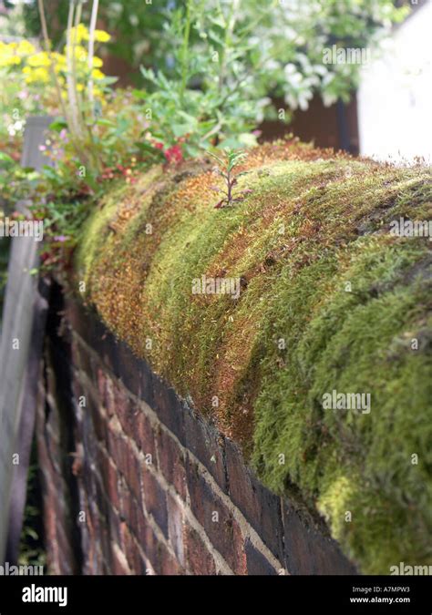 Moss covered wall in a graveyard Stock Photo - Alamy