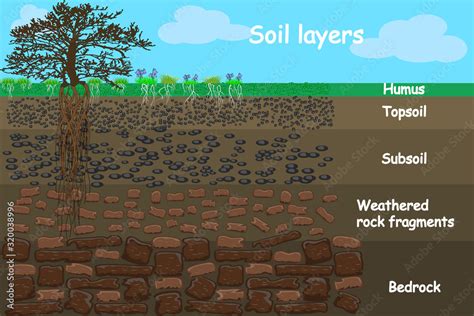 Soil layers. Diagram for layer of soil. Soil layer scheme with grass ...