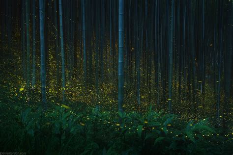 These Photos of Fireflies in Japan are Magical | PetaPixel