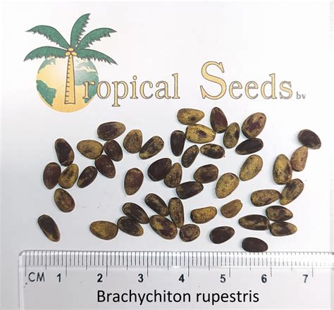 Brachychiton rupestris Seeds