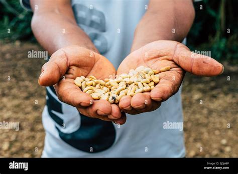 Coffee Farmer Showing Coffee Beans Stock Photo - Alamy