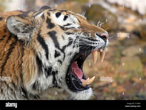 Tried to draw a tiger yawning, but looks more like an otter with fangs xd : r/learnart