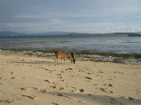 Kanawa Island | seaside resort