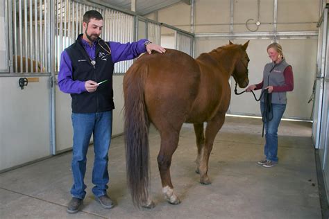 Equine Vital Signs: Taking a Horse's Temperature - My New Horse