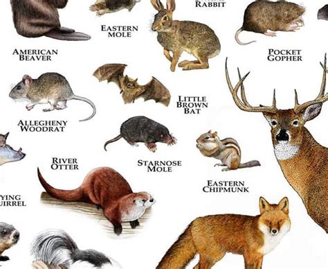 Mammals of Indiana Poster Print / Indiana Mammals Field Guide | Etsy