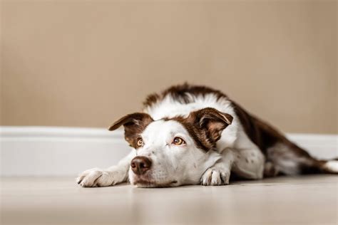 Top 5 Tips: Leaving Dogs Home Alone - How Long Is Okay? - Tractive