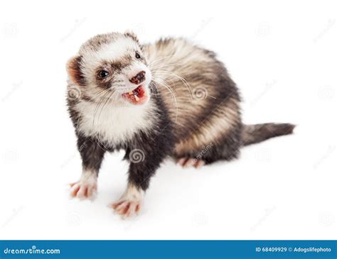 Ferret Animal Teeth