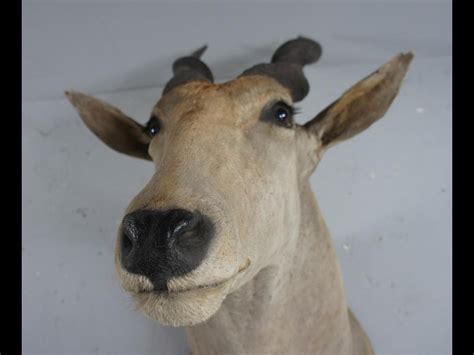 20th Century Large African Giant Eland Taxidermy Shoulder Mount Antlers