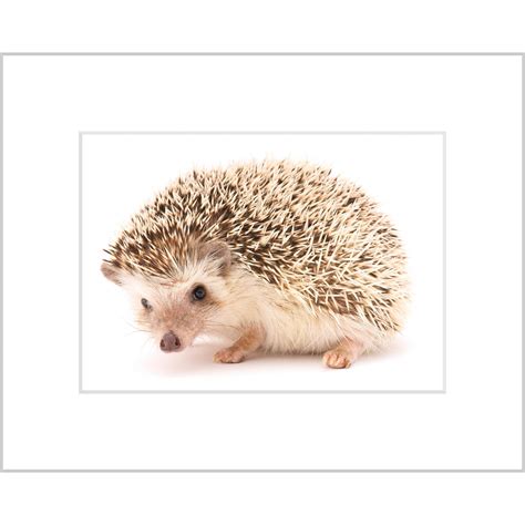 African Pygmy Hedgehog – Curious Critters