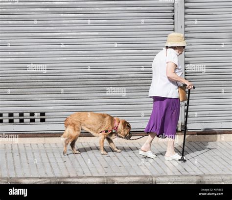 Elderly woman walking old dog in city street Stock Photo - Alamy