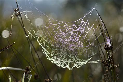 Orb-weaver spider webs - Stock Image - Z430/0707 - Science Photo Library