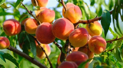 How to Plant, Grow, and Care For Peach Trees