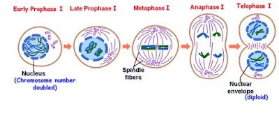 Difference between Meiosis I and Meiosis II - MD