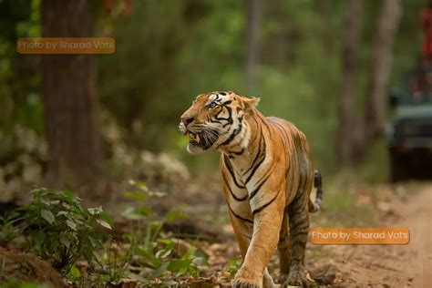 About The Tigers of Kanha National Park