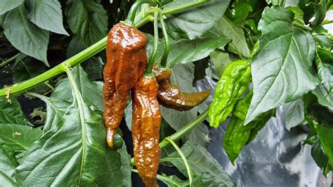 Chocolate Bhut Jolokia Chilli Seeds – South Devon Chilli Farm