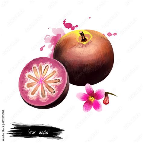 Star apple fruit and flower isolated on white. Chrysophyllum cainito ...