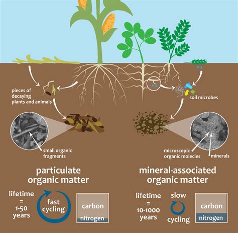 Soil carbon is a valuable resource, but all soil carbon is not created equal