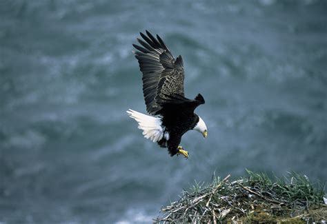 HD Bald Eagle Wallpaper - HD Wallpapers