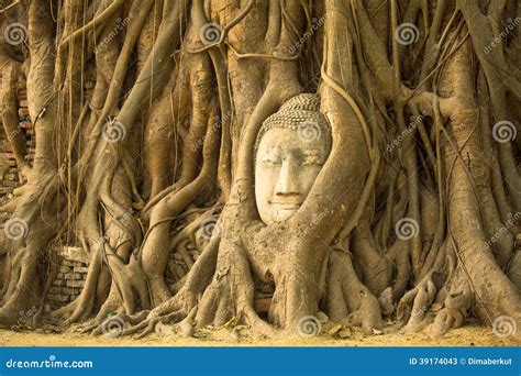 The Head of Buddha in Ayutthaya, Thailand. Travel. Stock Image - Image ...