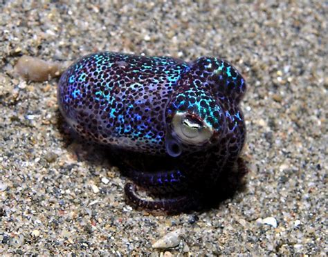 Bobtail Squid [Euprymna berryi] | Beautiful sea creatures, Sea ...