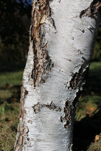 Betula pubescens (Downy Birch) - Mount Royal Seeds