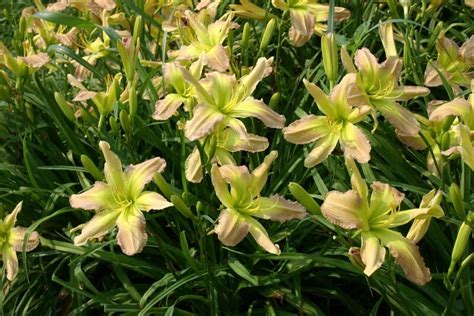 PRAGUE SPRING - Oakes Daylilies