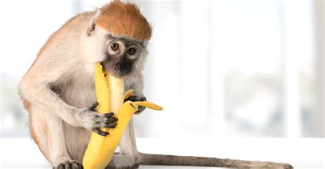 What Do Monkeys Eat? Their Diet Explained - A-Z Animals