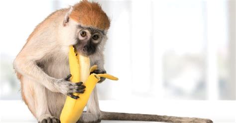 How Do Monkeys Eat Bananas