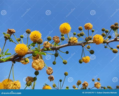 Vachellia Nilotica Flowers. Stock Image - Image of flowers, thorn ...