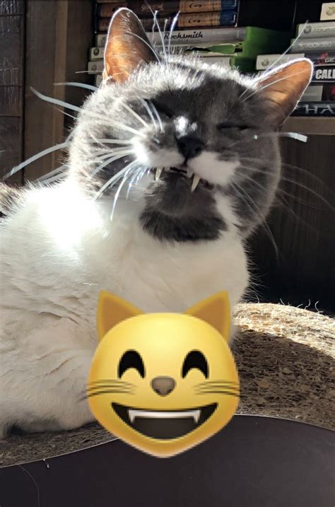 My cat looking like the smiling cat emoji : cats