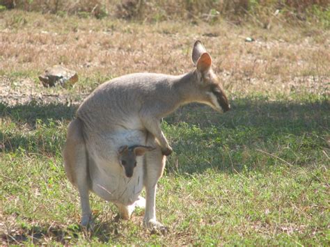 Whiptail Wallaby (Macropus parryi) Free Photo Download | FreeImages