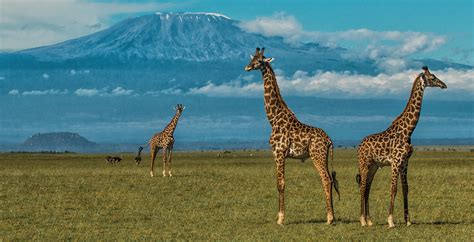 Amboseli National Park, The Chyulu Hills and Taita, Kenya - Journeys by ...