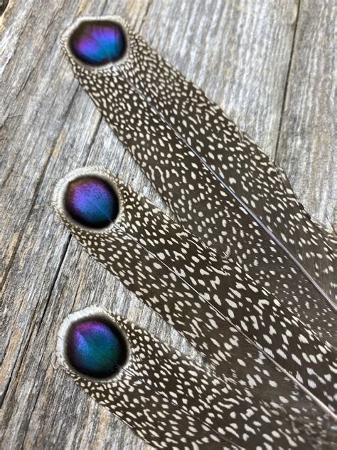 RARE Gray Peacock Pheasant feathers rare feathers | Etsy