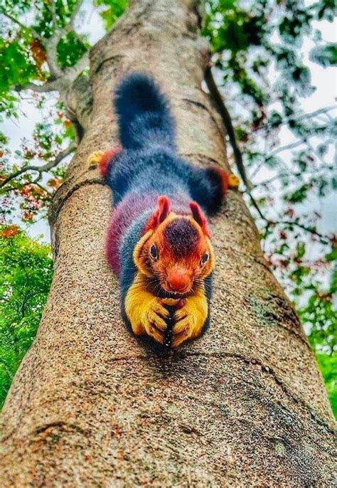 The multicolored Malabar giant squirrel, a large tree squirrel species in India. | Rare animals ...