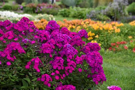 Growing & Caring for Phlox Flowers in Your Garden | Garden Design