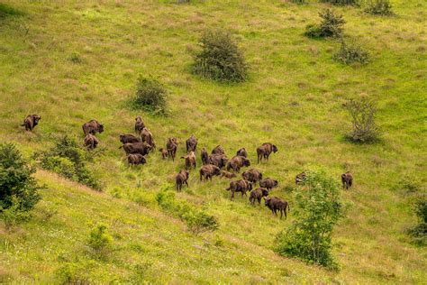 The European bison is no longer a vulnerable species