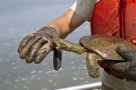 Spiny Softshell Turtle care sheet | Wiki | Reptiles Amino