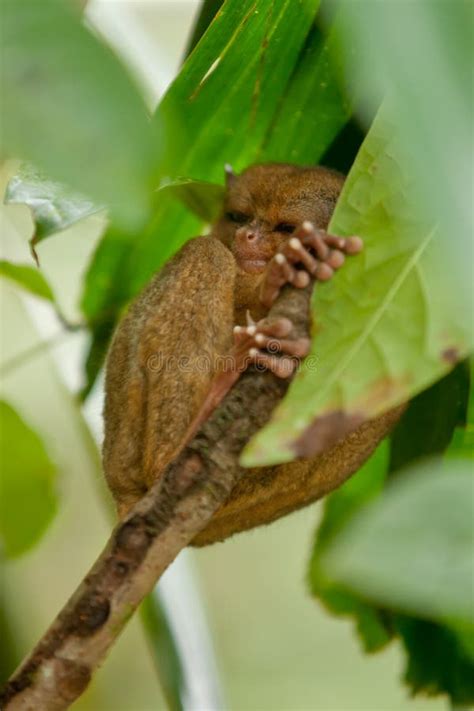 Tarsier monkey stock photo. Image of tarsier, wildlife - 22729360