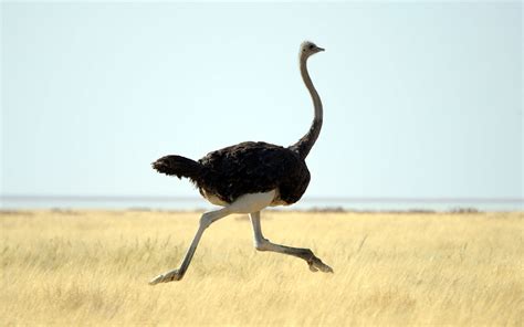 Fact or Fiction: Do Ostriches Bury Their Heads in the Sand?