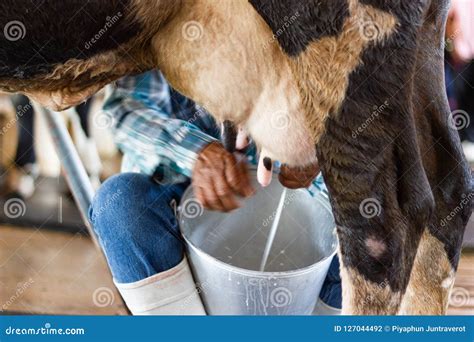 Motion Man Hand Milking a Cow by Hand, Cow Standing in the Corral Stock Photo - Image of ...