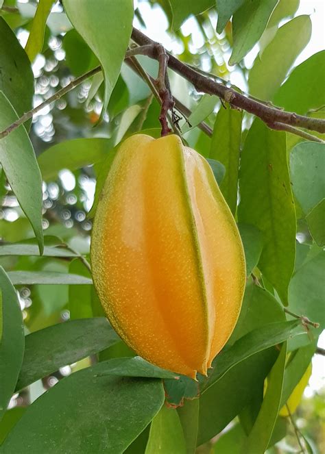 Cara Menanam dan Merawat Pohon Belimbing Manis di Dalam Pot - Toko Tanaman