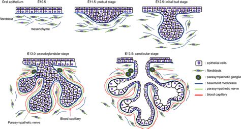 Embryology Of Salivary Glands Copy In Salivary Gland Glands | The Best ...