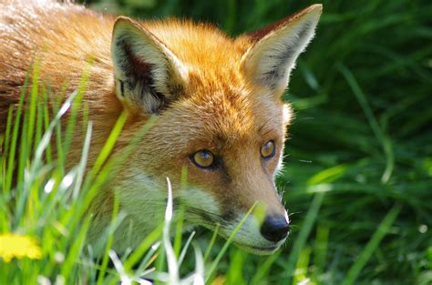 fox, Animal, Grass Wallpapers HD / Desktop and Mobile Backgrounds