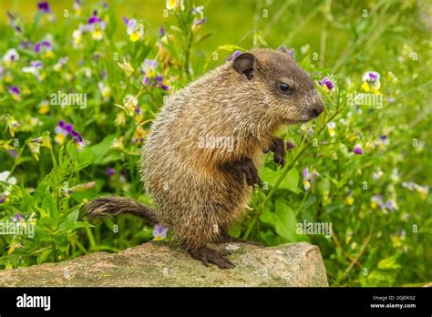 Baby woodchuck hi-res stock photography and images - Alamy