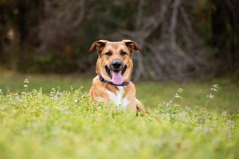 The German Shepherd Mastiff Mix: All On This Amazing Giant