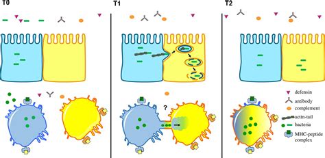 Intracellular Bacteria: Catch me if you can | eLife