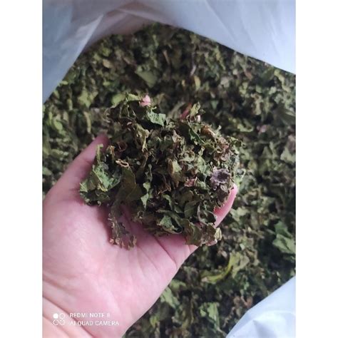 Jual daun pepaya kering original tanpa batang 1 kg | Shopee Indonesia