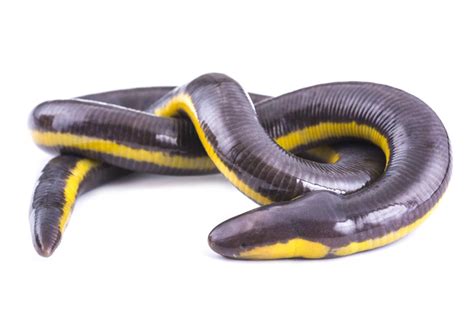 Caecilians: The Limbless Enigma | Discover Animals