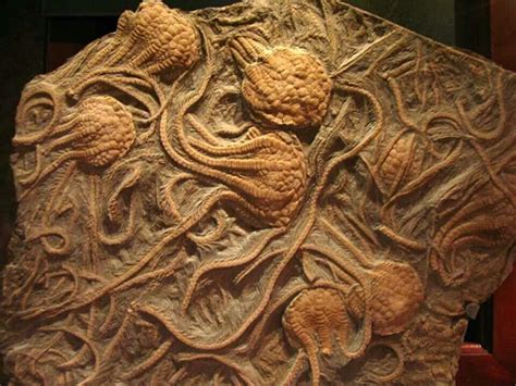 Squid fossils | Fossils, Gems, and other Kool Rocks :) | Pinterest ...