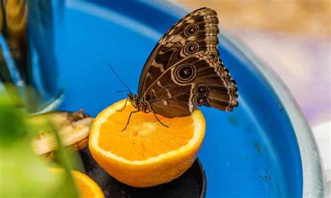 Butterfly Poop: Everything You’ve Ever Wanted to Know